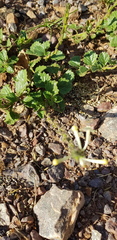 Chascanum hederaceum
