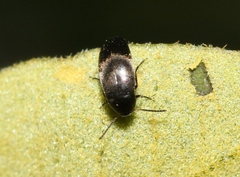 Anaspis atrata