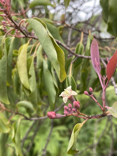 Santalum freycinetianum