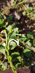 Chascanum hederaceum