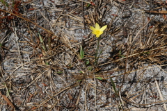 Hypoxis juncea