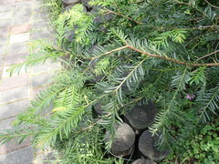 Taxus mairei