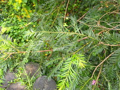 Taxus mairei
