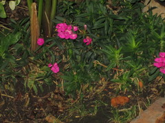 Angiospermae