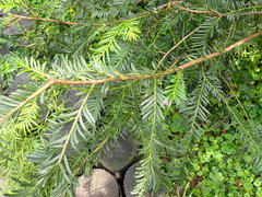 Taxus mairei