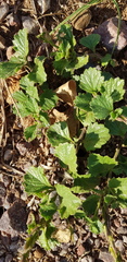 Chascanum hederaceum