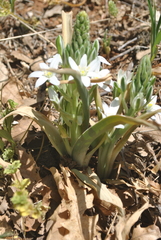 Ornithogalum