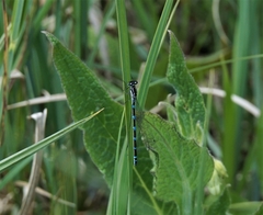 Coenagrion pulchellum