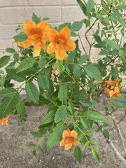 Tecoma stans