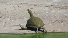 Trachemys venusta