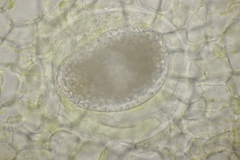 Synchytrium mercurialis