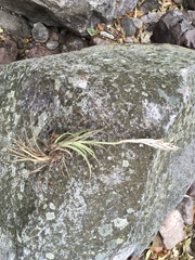 Tillandsia achyrostachys