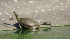 Trachemys venusta