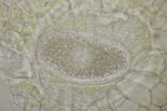 Synchytrium mercurialis