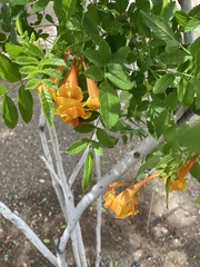 Tecoma stans