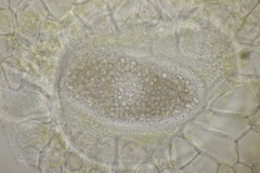 Synchytrium mercurialis