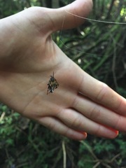 Verrucosa scapofracta