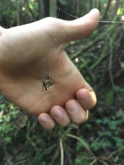 Verrucosa scapofracta