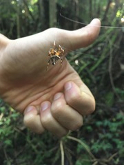 Verrucosa scapofracta