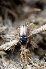 Melinopterus prodromus