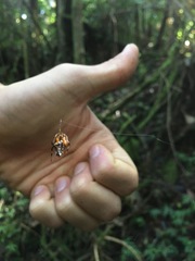 Verrucosa scapofracta