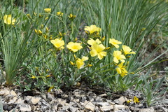 Linum pallasianum