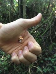 Verrucosa scapofracta