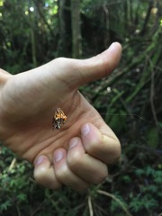 Verrucosa scapofracta