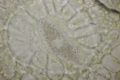 Synchytrium mercurialis