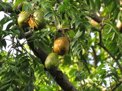 Spondias dulcis