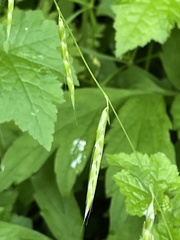 Bromus vulgaris