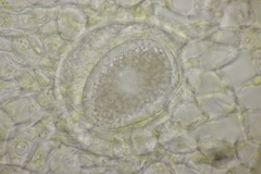 Synchytrium mercurialis