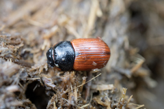Aphodius pedellus
