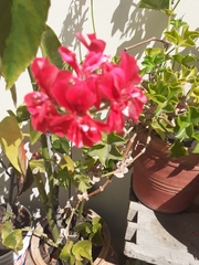 Ciconium