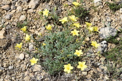 Linum pallasianum