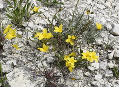 Linum pallasianum