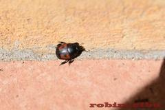 Hister quadrimaculatus