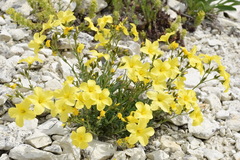 Linum pallasianum