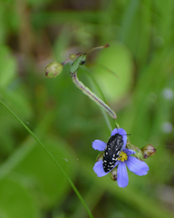 Acmaeodera ornata
