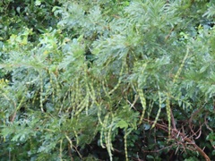 Vachellia kosiensis