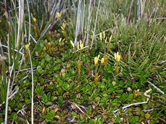 Coprosma perpusilla perpusilla
