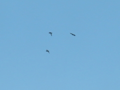 Columba livia domestica