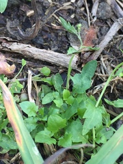 Arabidopsis halleri