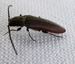 Campylomorphus homalisinus