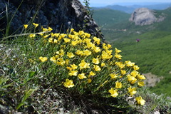 Linum pallasianum