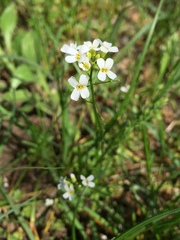 Arabidopsis halleri