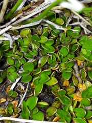Coprosma perpusilla perpusilla