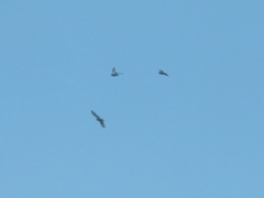 Columba livia domestica