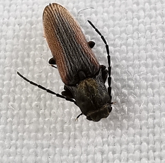 Campylomorphus homalisinus