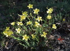 Linum pallasianum